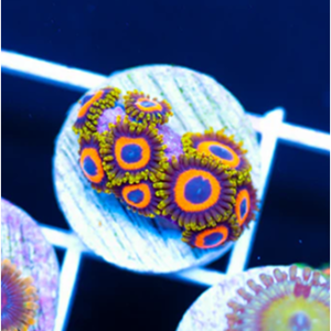 Augue aliquam orci auctor