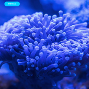 Augue aliquam orci auctor