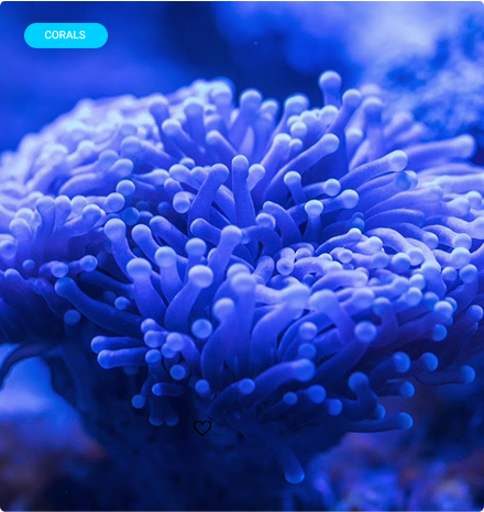 Augue aliquam orci auctor