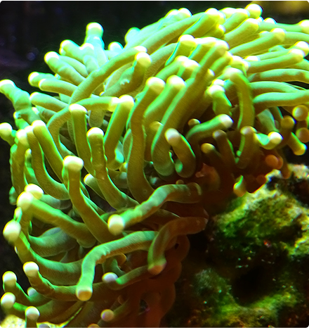 Augue aliquam orci auctor