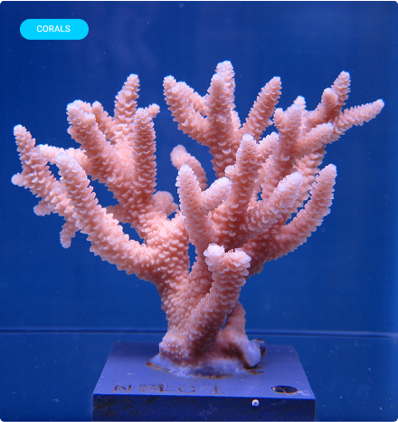 Augue aliquam orci auctor