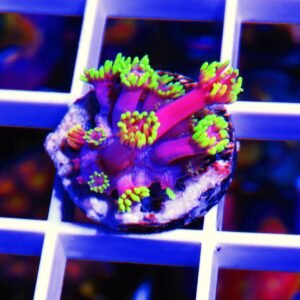 Hollywood nights goni